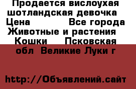 Продается вислоухая шотландская девочка › Цена ­ 8 500 - Все города Животные и растения » Кошки   . Псковская обл.,Великие Луки г.